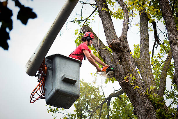 How Our Tree Care Process Works  in Utica, SC